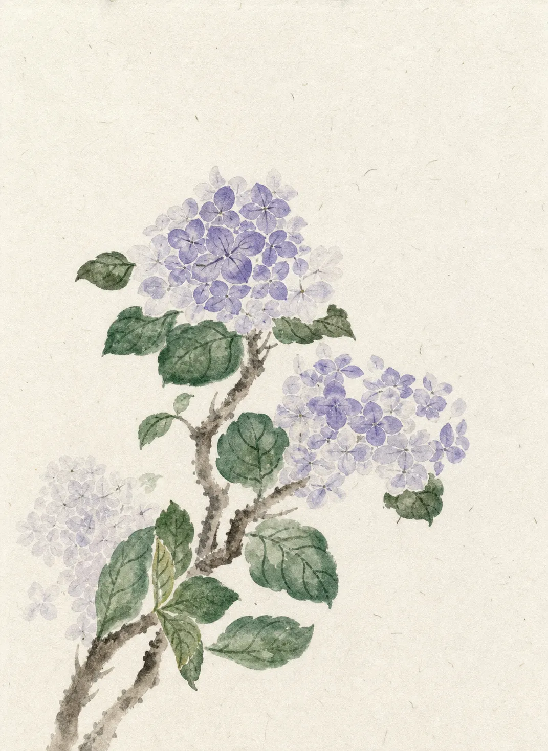 紫阳花小品