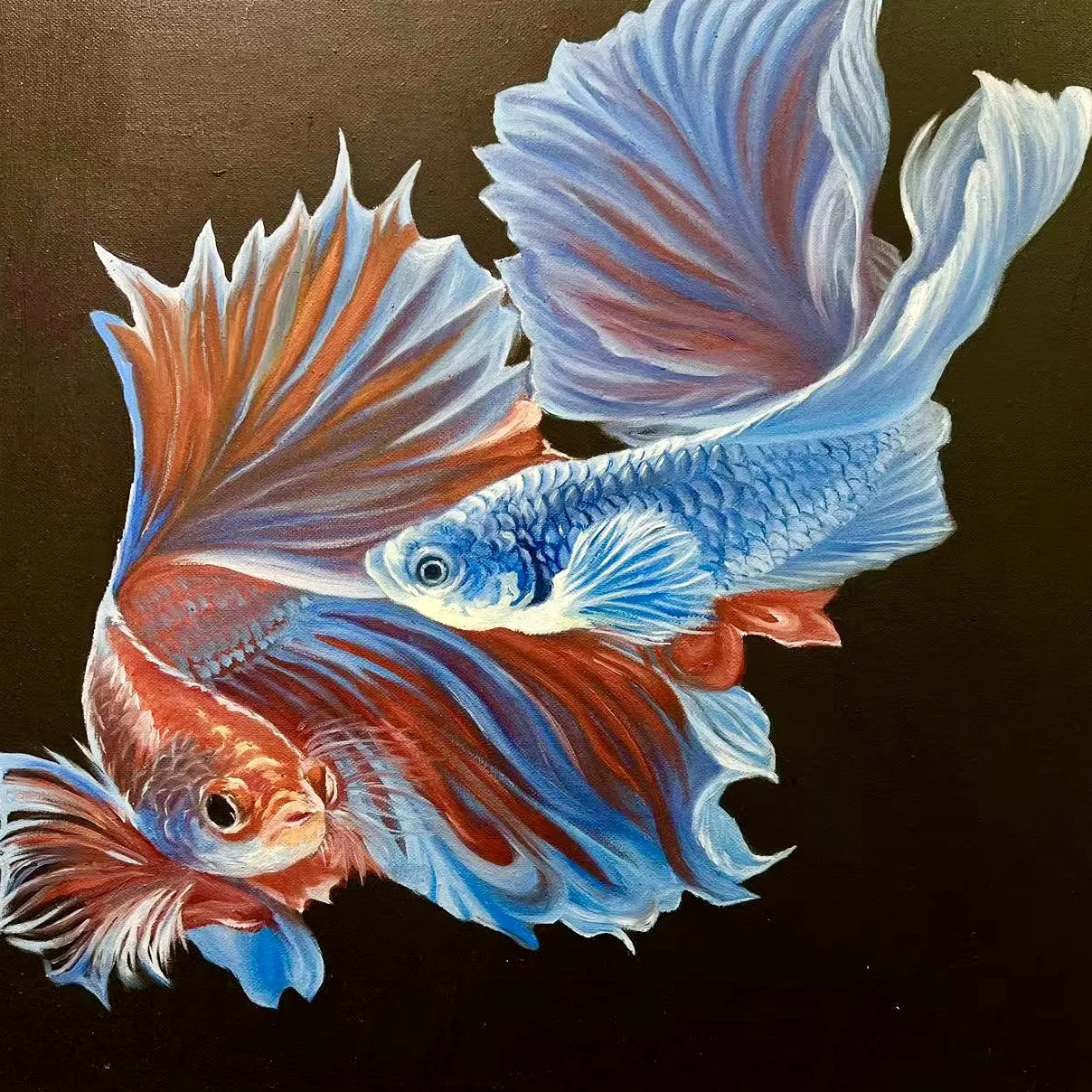 双斗鱼